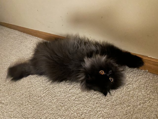 Kabi, a long-haired black cat with orange eyes, lying on her back on a carpet